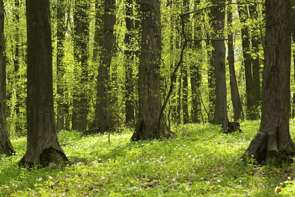 stock image Green forest