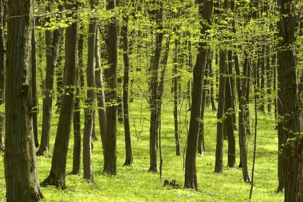 stock image Early morning sun in the green forest