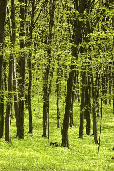 stock image Early morning sun in the green forest