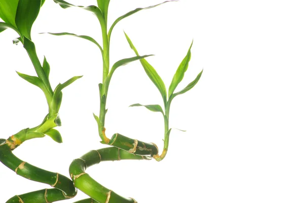 白い背景に隔離された緑の竹 — ストック写真