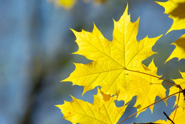 Podzimní Listí Pozadí Slunečný Den — Stock fotografie