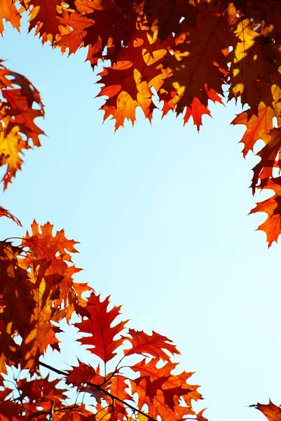 Herfst Bladeren Achtergrond Zonnige Dag — Stockfoto