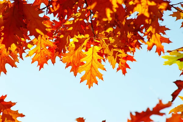 Podzimní Listí Pozadí Slunečný Den — Stock fotografie