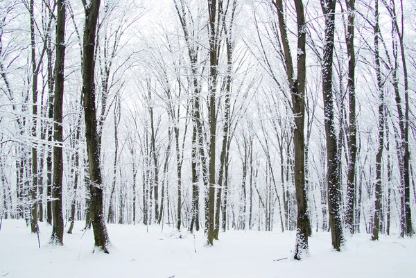 Krásné Zimní Les Silnici — Stock fotografie