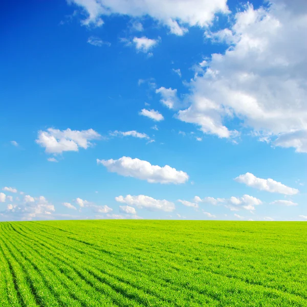 Veld Van Groen Gras Blauwe Bewolkte Hemel — Stockfoto