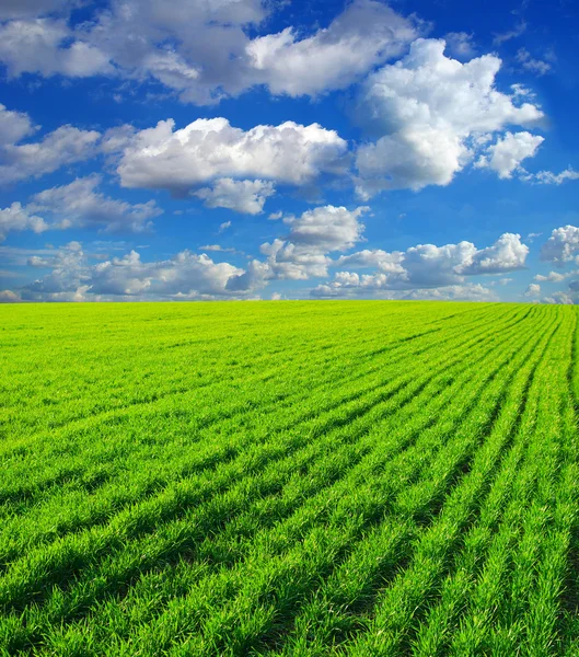 緑の芝生は青い空と白い雲 — ストック写真