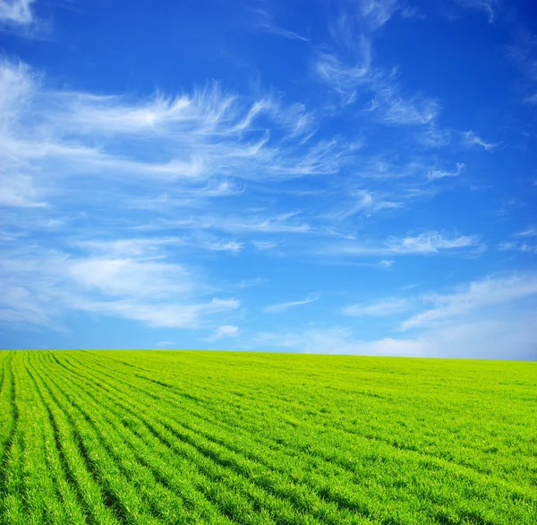 Yeşil Çim Mavi Gökyüzü Beyaz Bulutlar — Stok fotoğraf