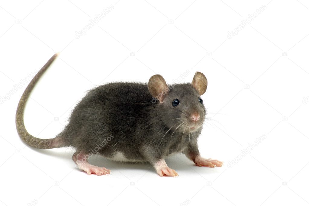Funny rat