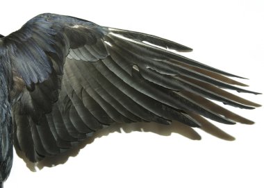 Kuş kanatları