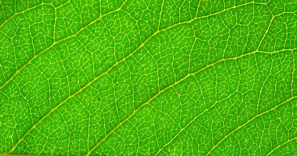 Structure Leaf Natural Background — Stock Photo, Image