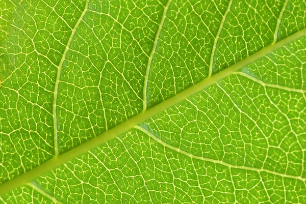 Structure of leaf — Stock Photo, Image