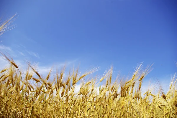 Mavi Gökyüzüne Karşı Buğday Kulakları — Stok fotoğraf