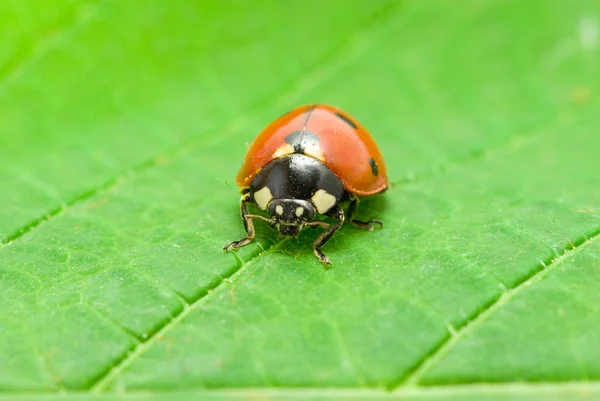 关于绿色瓢虫 — 图库照片