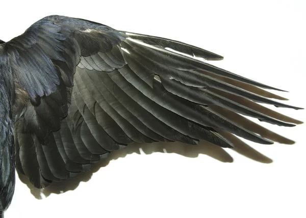Bird wings — Stock Photo, Image