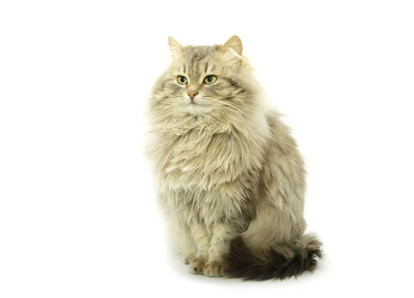 Cat Изолированы Белом Фоне — стоковое фото
