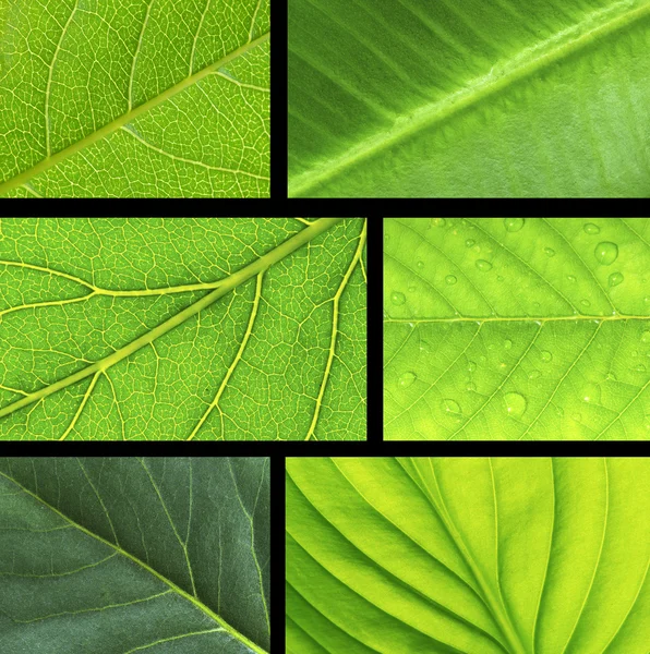 stock image Leaf background