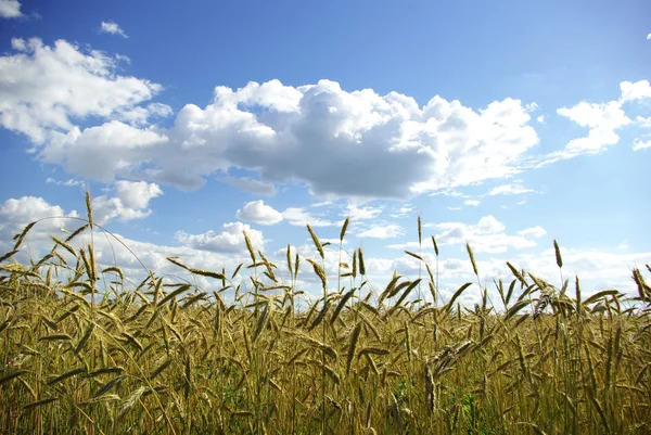 Пшеничні колоски — стокове фото