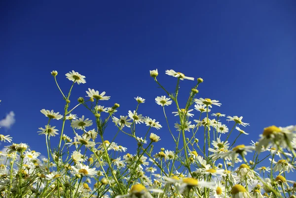 stock image Camomiles on blue sky background