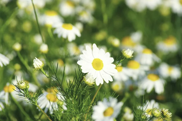 Kamille bloemen — Stockfoto