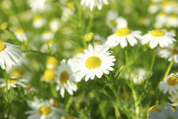 Kwiaty Rumianku Pole — Zdjęcie stockowe