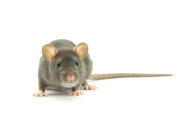 Rolig Råtta Isolerad Vit Bakgrund — Stockfoto