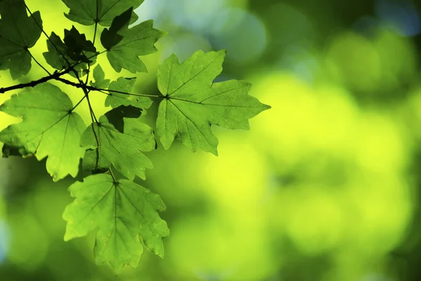 Весна Зеленые Листья Фона Солнечный День — стоковое фото