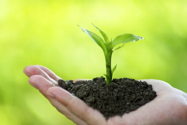 Plantera Handen Grön Bakgrund — Stockfoto