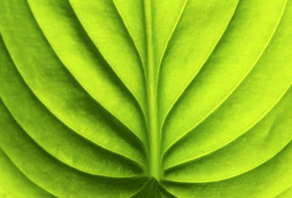 Structure Leaf Natural Background — Stock Photo, Image