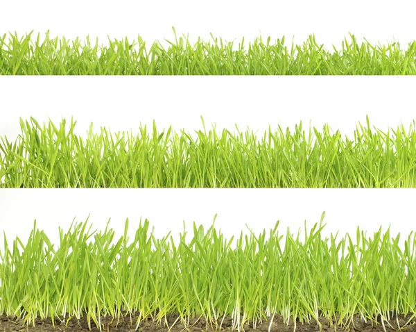 stock image Lawn isolated on white