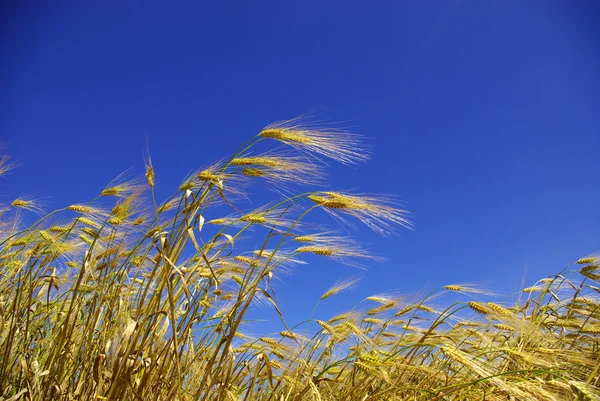 Mavi Gökyüzüne Karşı Buğday Kulakları — Stok fotoğraf