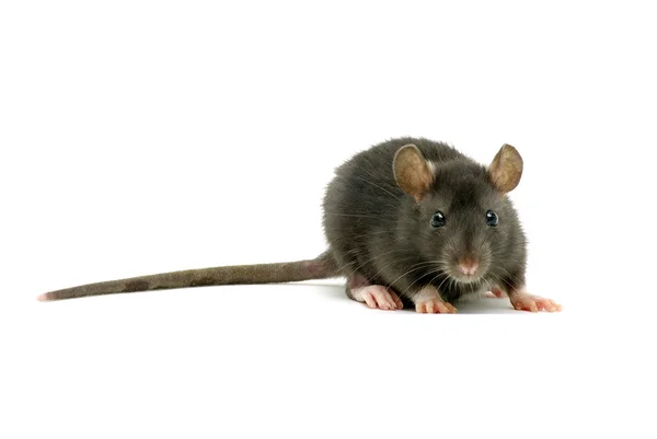 Rolig Råtta Isolerad Vit Bakgrund — Stockfoto