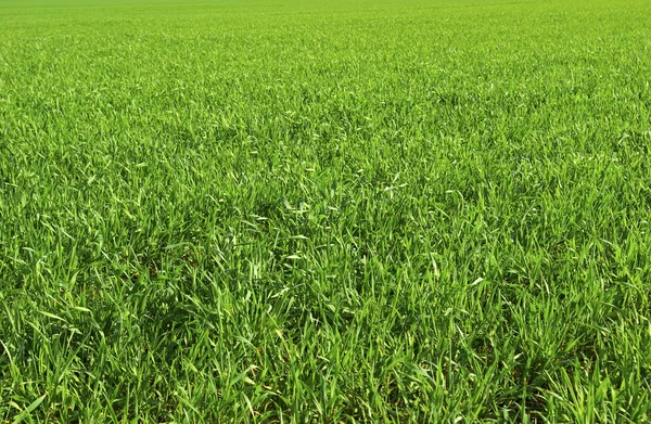 Зеленая Текстура Травы Поля — стоковое фото