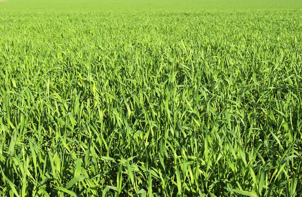 Grass texture — Stock Photo, Image