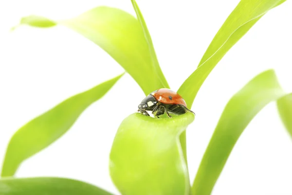 Coccinella — Foto Stock