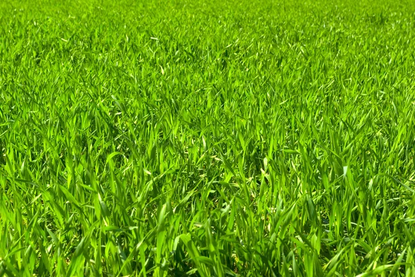 Πράσινη Υφή Γρασίδι Από Ένα Πεδίο — Φωτογραφία Αρχείου