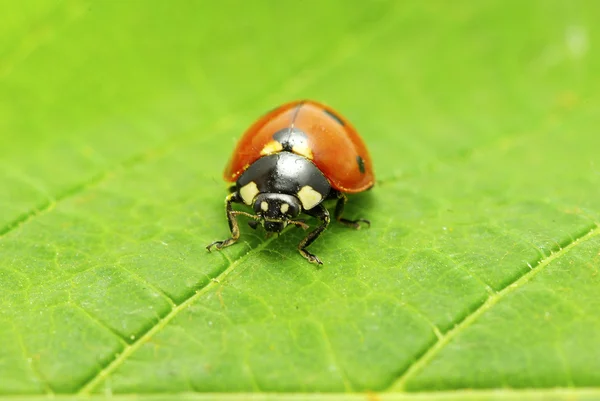 Kırmızı Uğur Böceği Yeşil Çimlerde Beyaz Çimlerde Izole Edilmiş — Stok fotoğraf