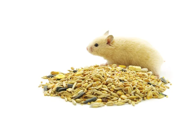 Hamster Front White Background — Stock Photo, Image
