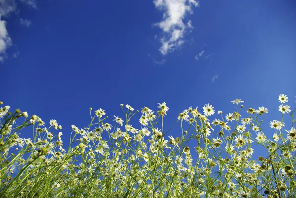 Kamillen Auf Blauem Himmel Hintergrund — Stockfoto
