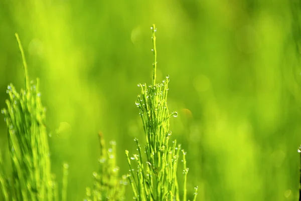 Daggdroppe Ett Grässtrå — Stockfoto