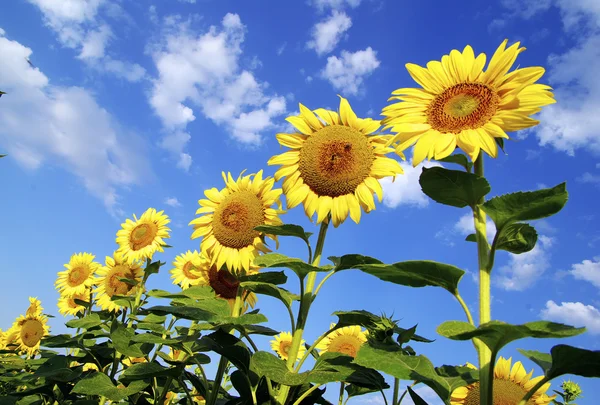 Sonnenblumenfeld Über Wolkenlosem Blauem Himmel — Stockfoto