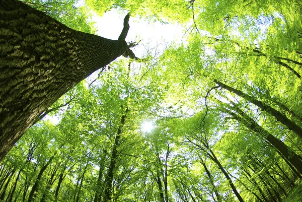 Fundal Verde Pădure Într Însorită — Fotografie, imagine de stoc