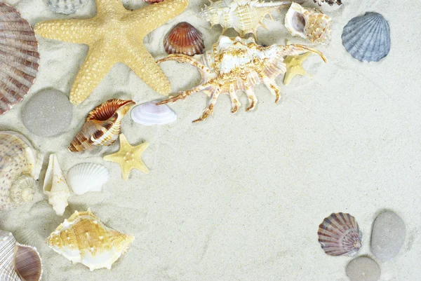 海星和贝壳 — 图库照片
