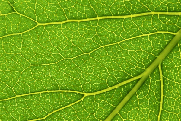 Yaprak yapısı — Stok fotoğraf