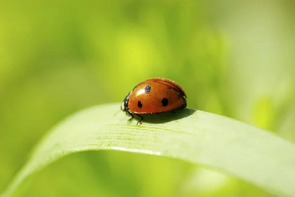 Red Ladybug Green Grass Isolated Green — Stock Photo, Image