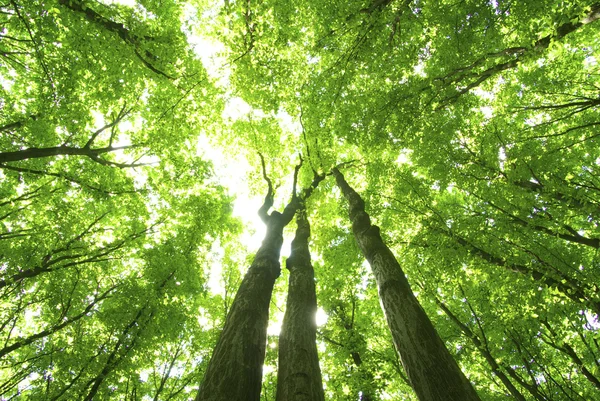 Floresta Verde Fundo Dia Ensolarado — Fotografia de Stock