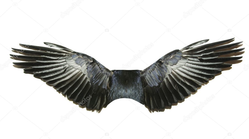 Bird wings isolated on a white