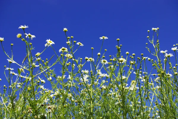 Camomiles Blue Sky Background — Stock Photo, Image