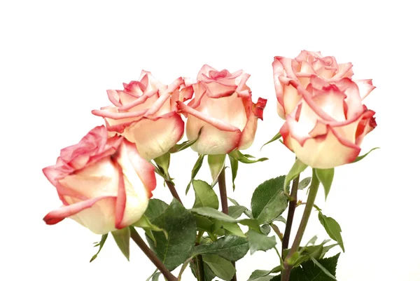 Красная Роза Изолирована Белом Фоне — стоковое фото