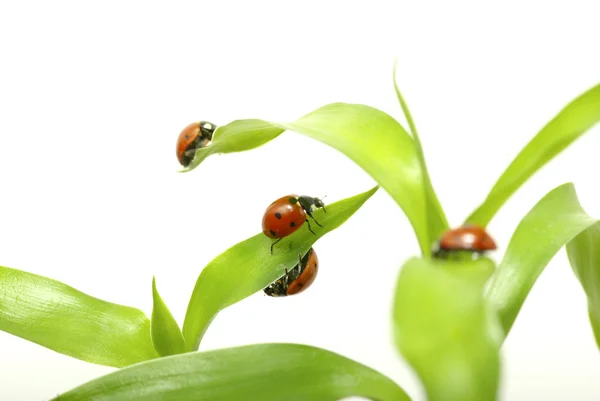 Yeşil çimlerde uğur böceği — Stok fotoğraf