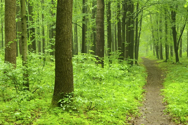 Green forest — Stock Photo, Image